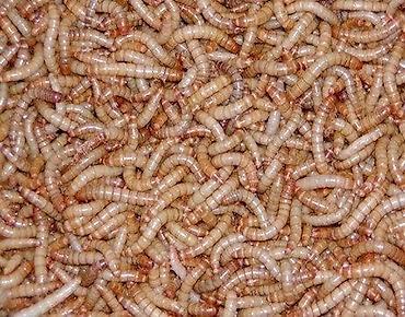 taxta qurdu: Un qurdu canlı yem tebii protein.Tərkibi 48faiz proteinle — 3