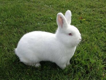 маленькие кролики: Продаю | Крольчиха (самка) | Новозеландская, НЗК | Для разведения | Племенные