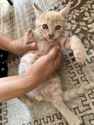 манчкин кот купить: Котята, домашнее выращивание. Описание: - Возраст: приблизительно 2–3 — 1