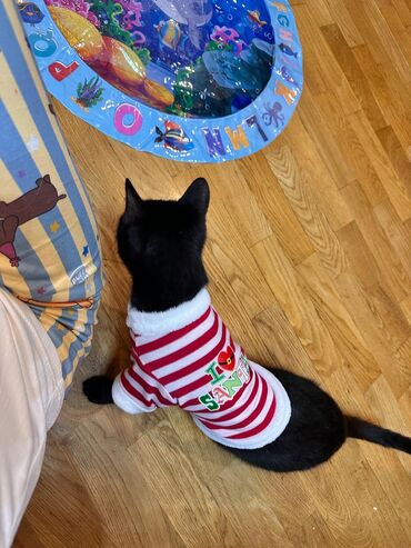 Pişiklər: Sekilleri cevirib baxin her biri pulsuz sahiblendirilir. tertemiz ev — 8