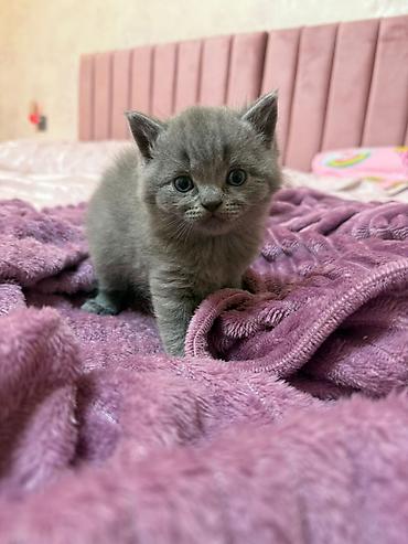 Pişiklər: Britan — 9