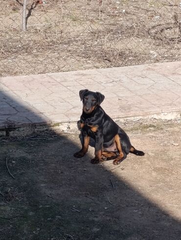 balaca itlerin satisi: 5 months dog, Erkek, With pedigree, Ödənişli çatdırılma