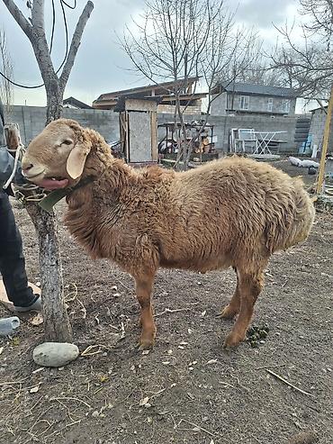 Баран, овца: Продаю | Баран (самец) | Для разведения — 8