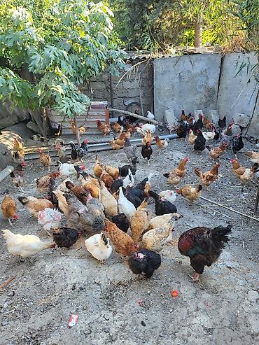 etlik cuceler: Temiz kend colpalari satilir hamisi cavandi hamisi yumurtalayir unvan — 1