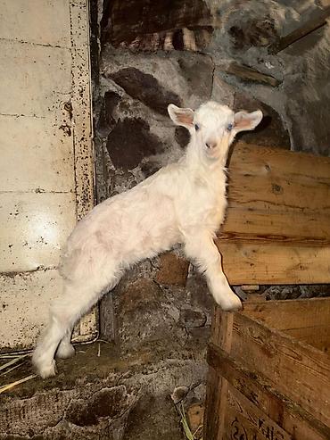 Козы, козлы: Продаю | Коза (самка) | Зааненская | Для разведения — 14