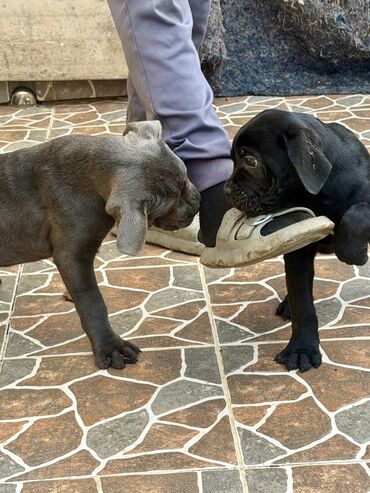 İtlər: Kane-Korso, 2 ay — 39