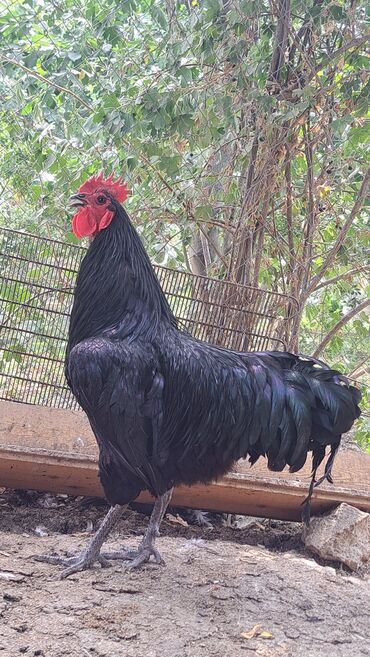 Xoruzlar: Xoruz, il: 1, Pulsuz çatdırılma — 3