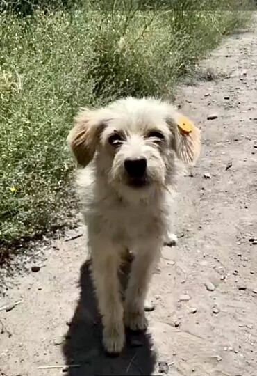 акустические системы nigin колонка в виде собак: 1 год, Самка, С прививкой