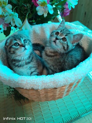 кошка шатланка: Продаются милые шотландские котята: мальчик страйт-прямые ушки и