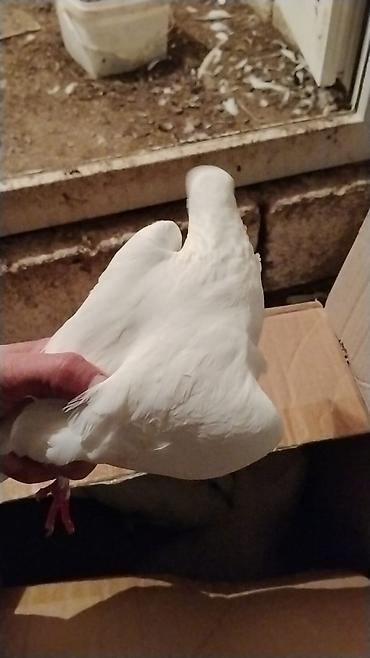 lalafo goyercin satisi: Ev göyərcinleri tek tek gotren olsa Ayr qiymet olacay hamsn gotren — 4