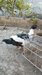 Коровы, быки: Утята, Для разведения, Самовывоз