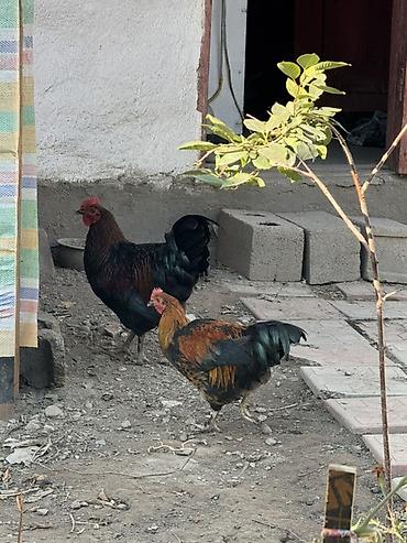 союшка кой: Продаю | Петух | Домашняя | Для разведения — 1