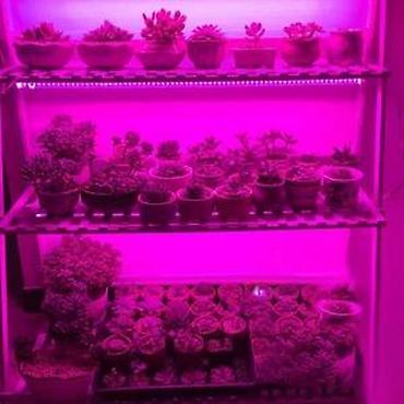 retro luster: GROW LED TRAKA ZA RAST BILJAKA 3:1 5050 DIODE 12V | *Brojni — 5