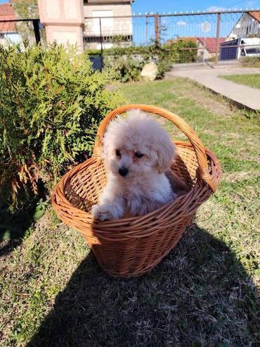 Psi: Bišon pudla štenci Štenci bi-pu, kombinacija bišon-pudla, stari 2 — 5