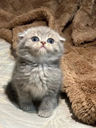 Pişiklər: Şinşilla, Erkək, Cütləşmə üçün — 9