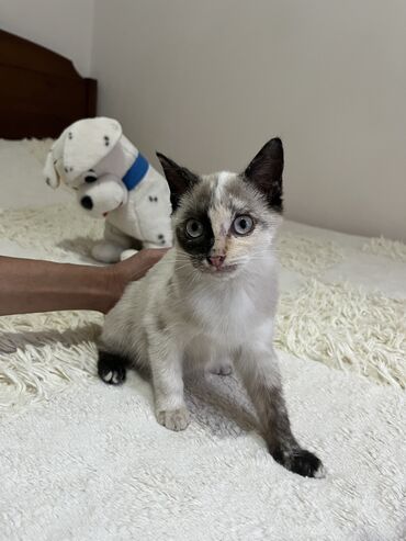 отдам в хорошие руки породистых котят: Отдам в добрые руки двух котят (2,5–3 месяца). Лоток знают, в еде