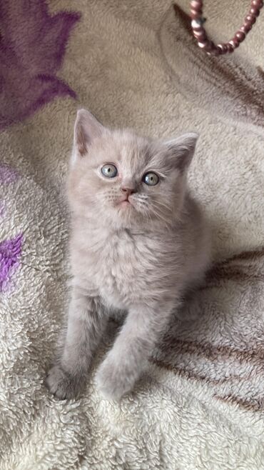 Pişiklər: Şotland yastı qulaq, Erkək, Dişi, Yaxşı əllərə, Ünvandan götürmə, Pulsuz çatdırılma, Ödənişli çatdırılma — 8