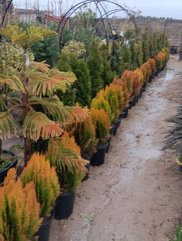 Torf: Gul cicek agaclar qazonlasrlma torf gubresi,perlit,torpaq,peyin — 9