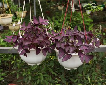 цветок заячьи ушки: Продаю Оксалис треугольный (Oxalis triangularis), фиолетовый