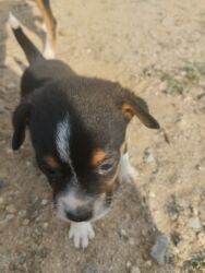 İtlər: 1 ay, Dişi, Ünvandan götürmə — 3