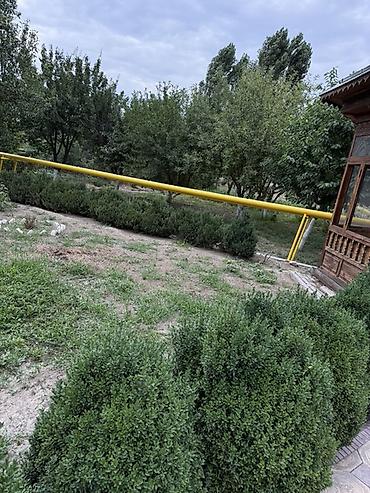 молочай миля: Самшит вечнозелёный (Buxus sempervirens) — взрослые кусты для живой — 6