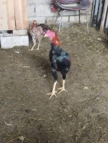 Xoruzlar: Aseel tipli uzunayaqlı cücərti/ceylək xoruz - Uzun və güclü sarı — 22