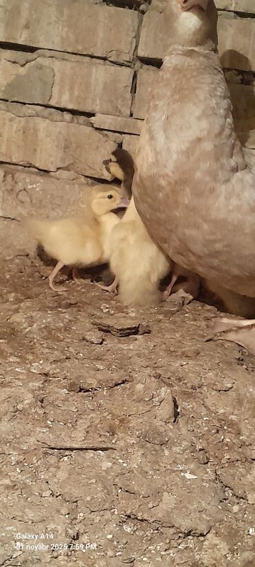 котят в добрые руки: Salam aleykum lal Ördək balaları satılır 7ədədir 2ədədi macar,5ədədi