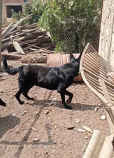 İtlər: Alman çoban iti, 2 ay, Erkek, Peyvəndli, Ödənişli çatdırılma
