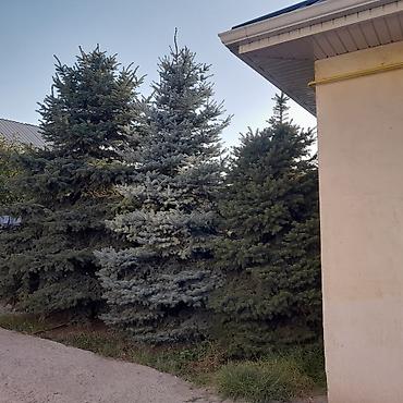 коендор: Продаётся частный дом. ж/м Кок-Жар, улица Улан 56 Основные — 2