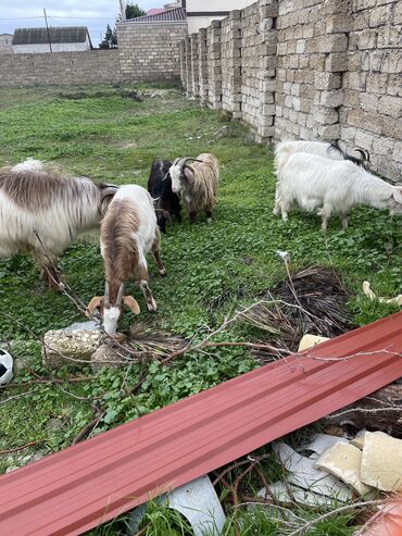 Digər kənd təsərrüfatı heyvanları: Salam erkək bir illik boz keci satılır 15 manat təmiz cəki ilə hövsan