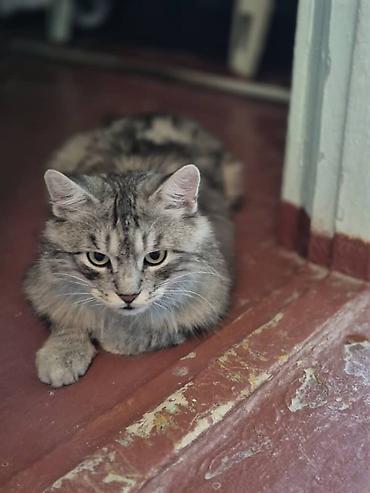 метис сибирской кошки: Кошка даром: Сибирская, 1 год, Мальчик, С прививками — 4