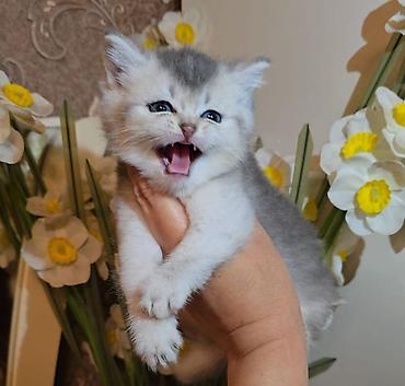 Şinşilla