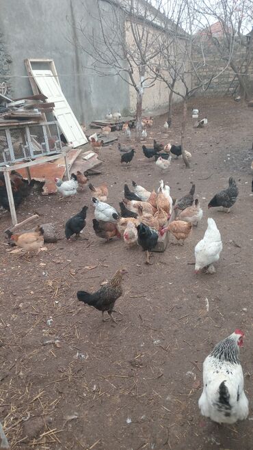 Toyuqlar: Toyuq, Damazlıq — 2