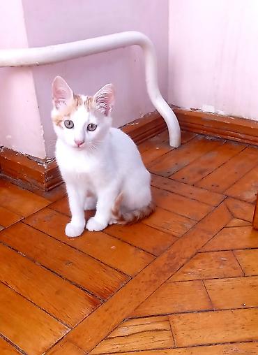 anqor pisik: Erkək, Yaxşı əllərə — 6