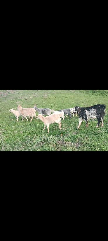 Лошади, кони: Продаю | Конь (самец) | Мерин — 9