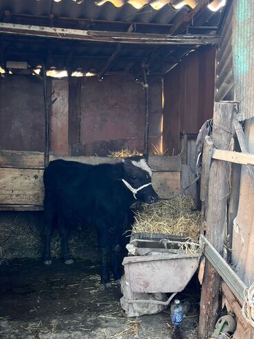 оборудование для корма: Продаю | Бык (самец) | На откорм | Привязанные