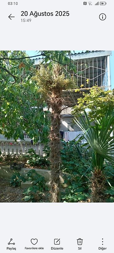 Ağaclar: Təsvir: - Nadir dekorativ xurma ağacları (Trachycarpus tipli, yelpik — 3