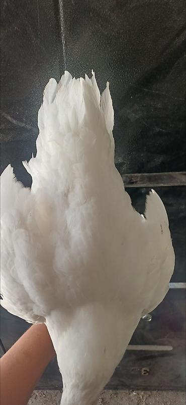 toyuq cinsləri: Toyuq, Damazlıq — 1