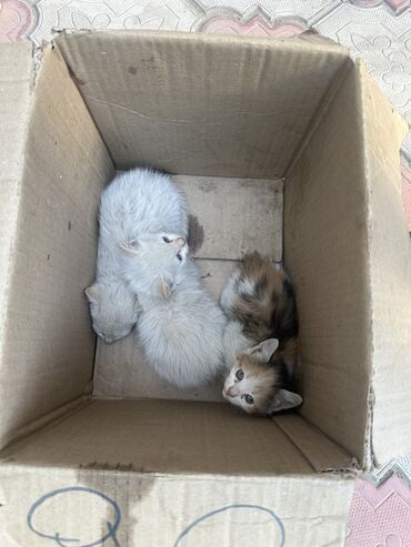 Находки, отдам даром: Отдам даром все три котят. Бишкек