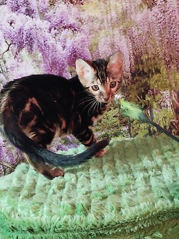 Продажа кошек: Бенгальская, 2 месяца, Мальчик, Черный, Приучена к лотку, Проглистована, С документами — 13