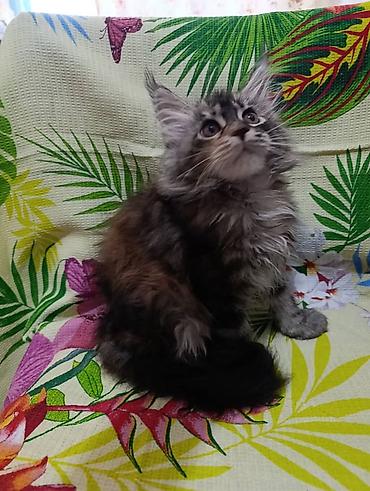Продажа кошек: Гиганты Кошачьего мира❤️ Мейн-Куны❤️❤️❤️Мини питомник не клеточного — 5