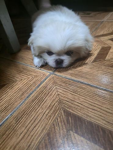 İtlər: Pekines, 2 ay, Dişi — 4