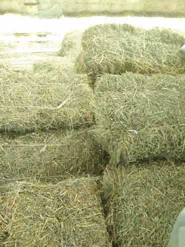 бараны породистые: Продам🍀
Сухие тюки клевера, лежат под навесом, 3-укос!