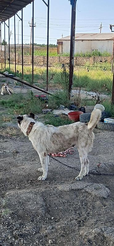 İtlər: Qurdbasar, 2 il, Dişi — 9