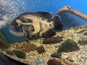 купить аксолотль: Астронотус «Тигровый/Вуалевый оскар» (Astronotus ocellatus), крупная — 2