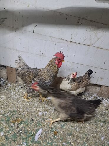 Toyuqlar: Toyuq, Damazlıq — 13