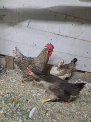 Toyuqlar: Tam saglam yumurtayan toyuglar Bakının Digah kendi — 13