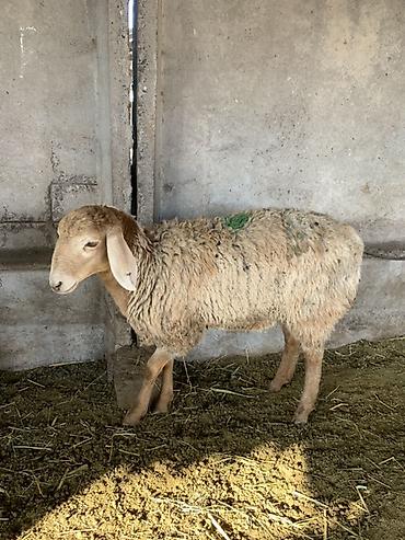 Продам с/х животных: Продаю | Овца (самка) | Арашан | Для разведения — 5