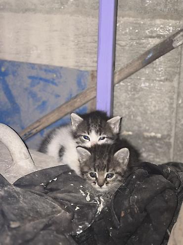 pişik cüt: Tabbi, Yaxşı əllərə — 1