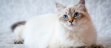 невская: Продаю кота 
порода невская маскарадная